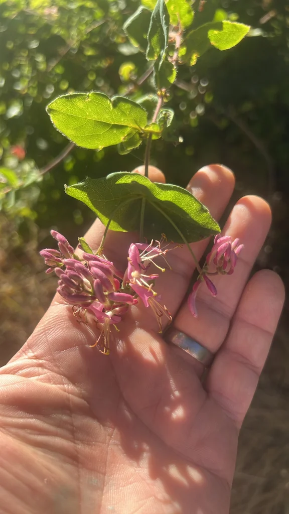 Lonicera Hispidula