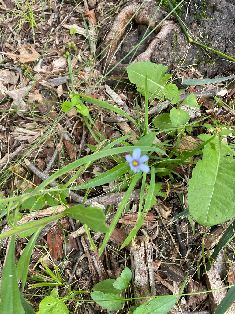 Sisyrinchium Angustifolium