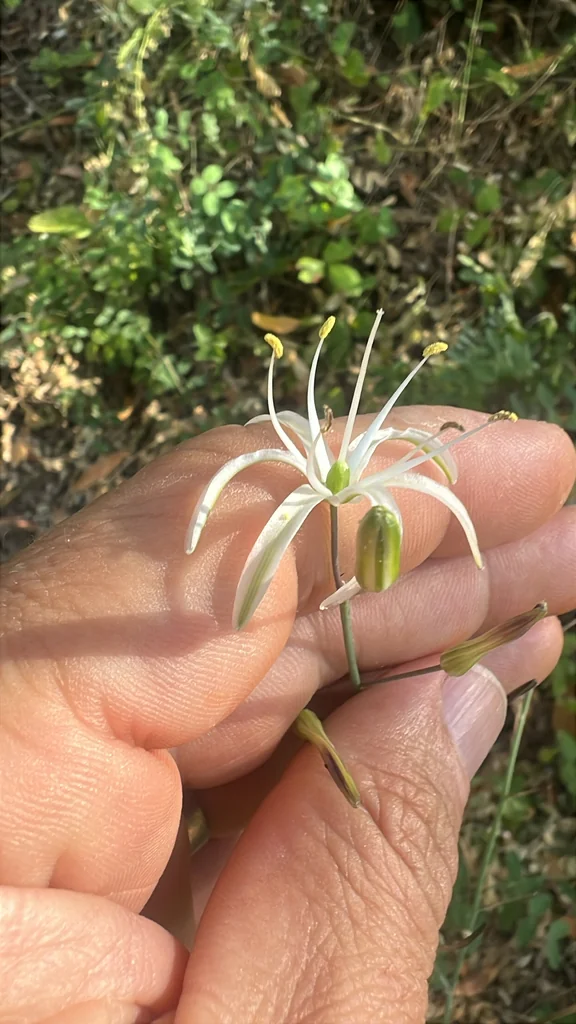 Chlorogalum Pomeridianum