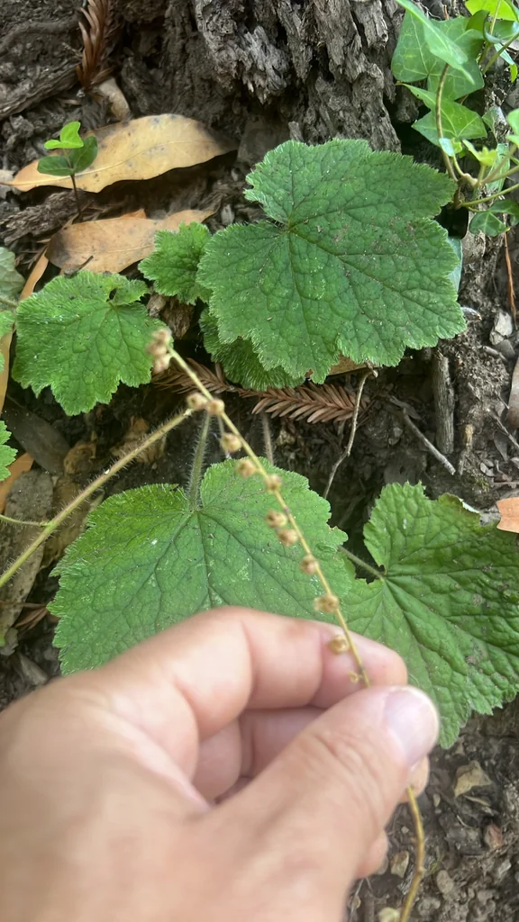 Tellima Grandiflora
