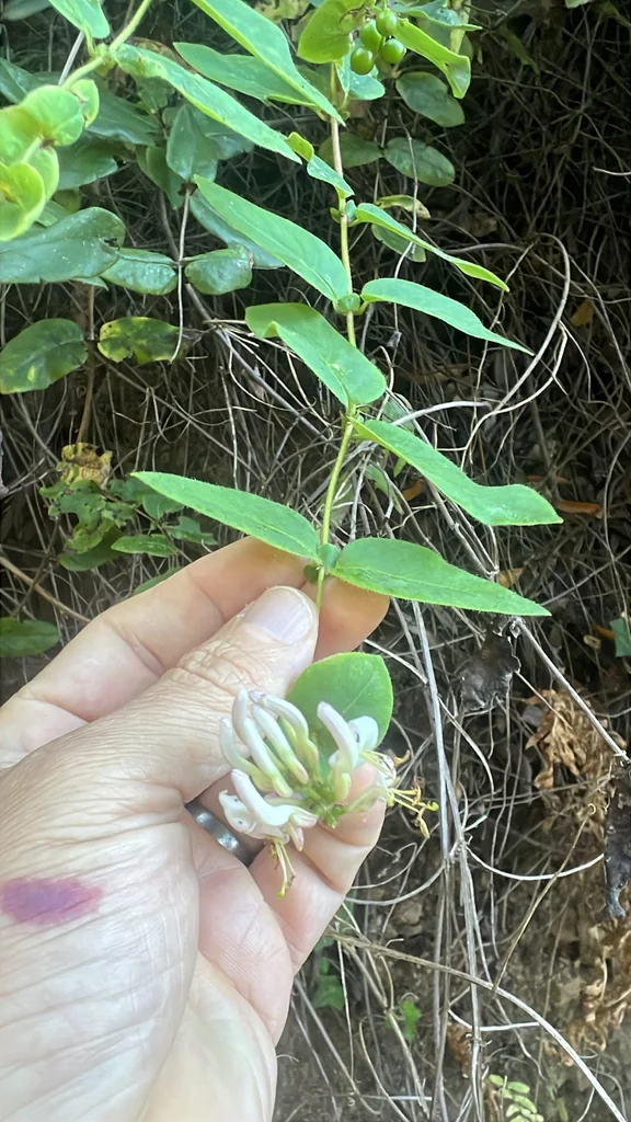 Lonicera Hispidula