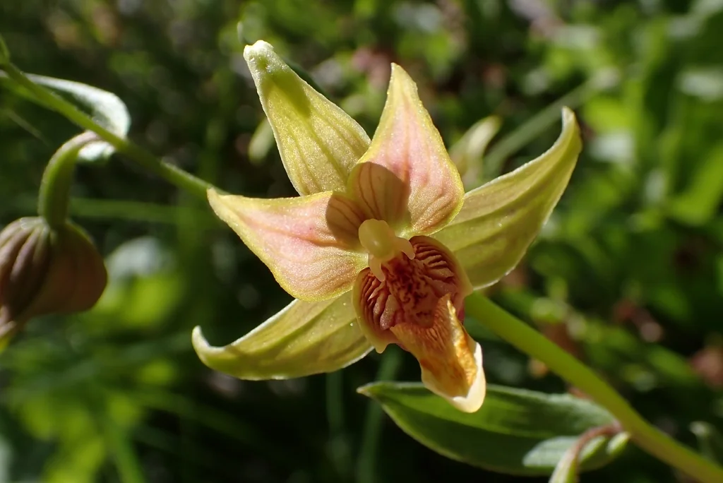 Epipactis Gigantea