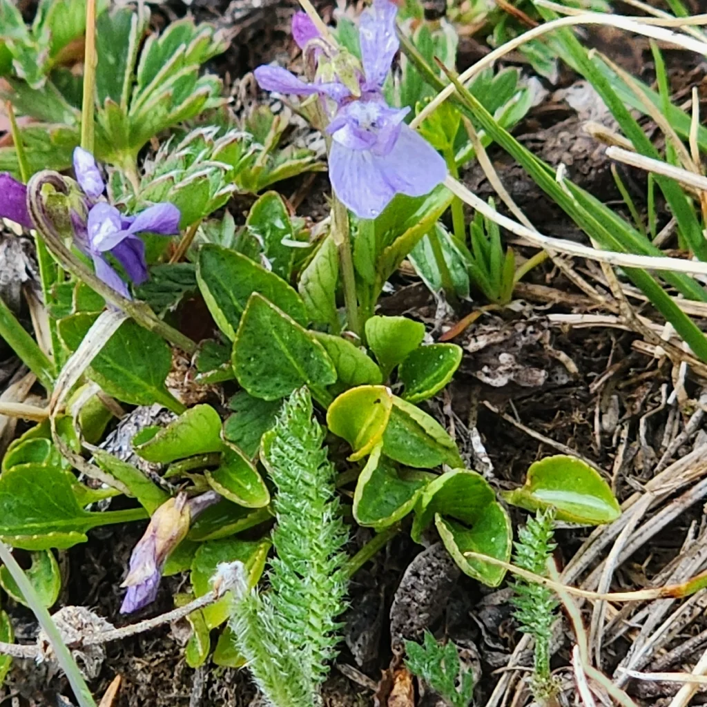 Viola Adunca