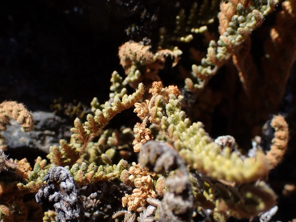 Myriopteris Covillei