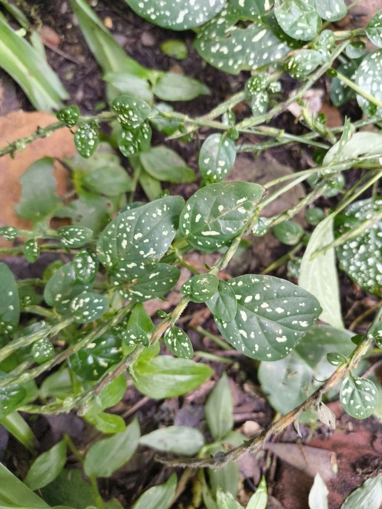 Hypoestes phyllostachya