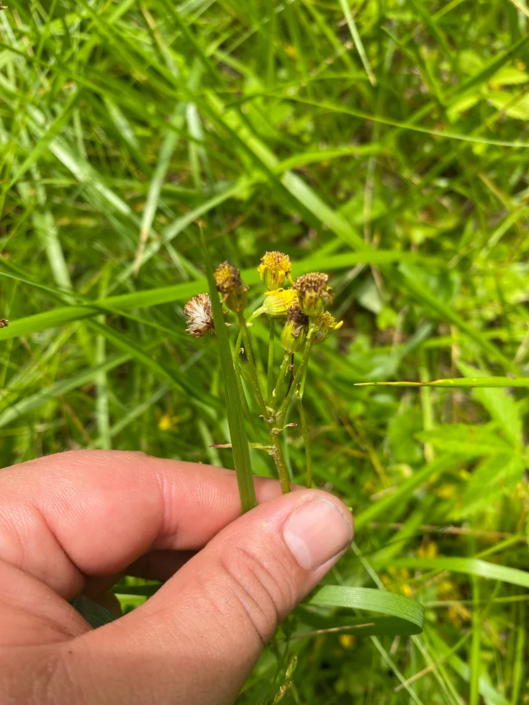 Senecio Aureus