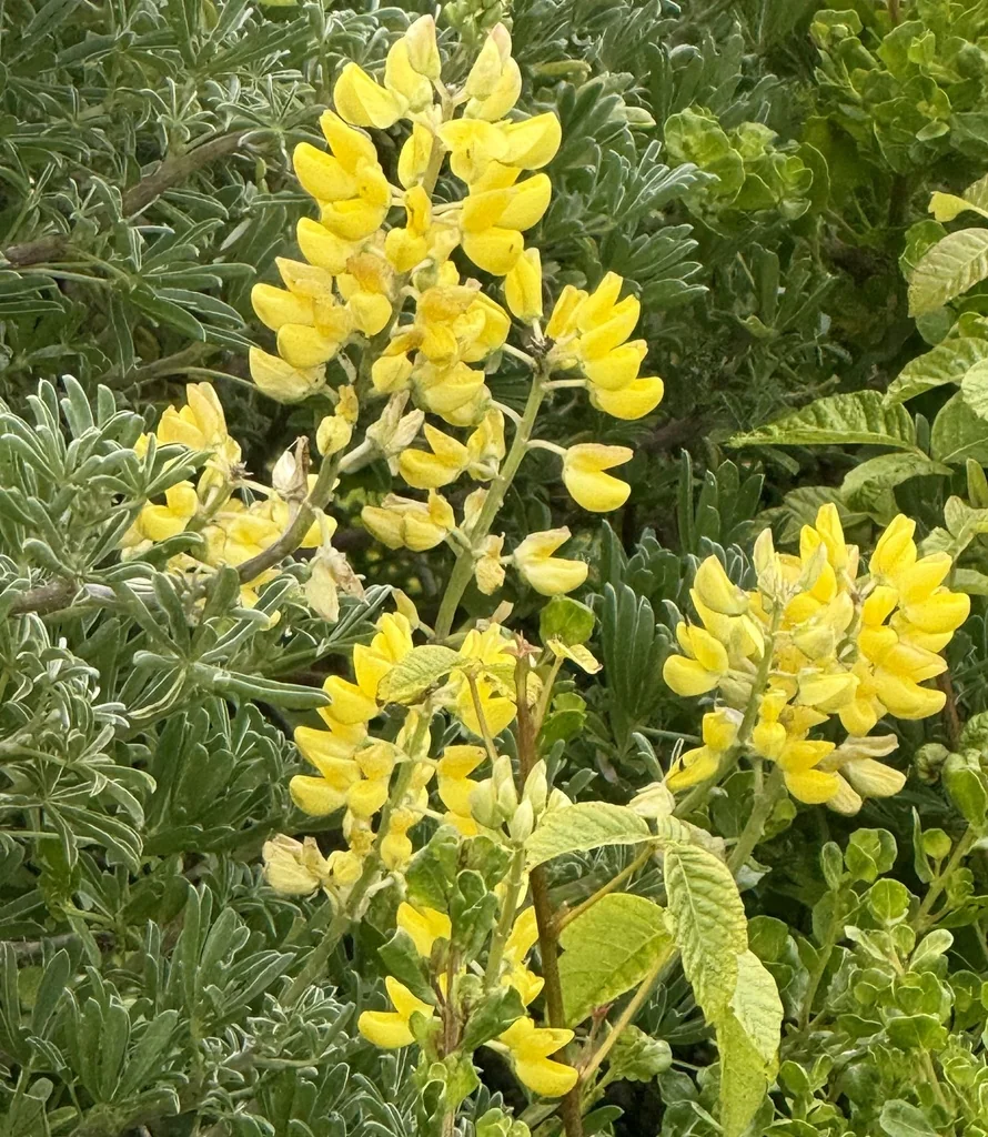 Lupinus Arboreus