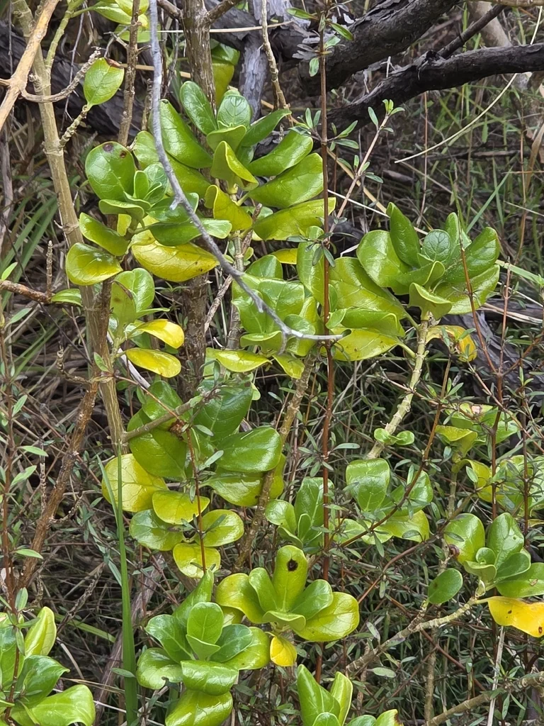 Coprosma repens