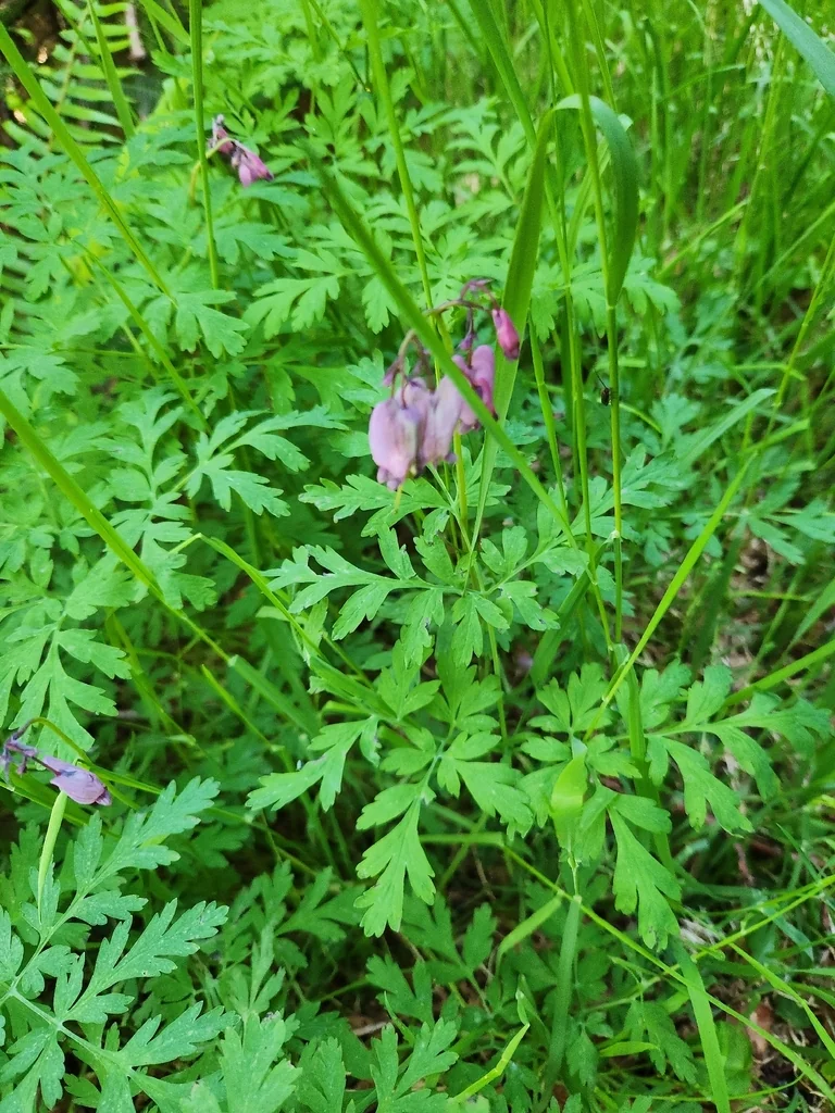Dicentra Formosa