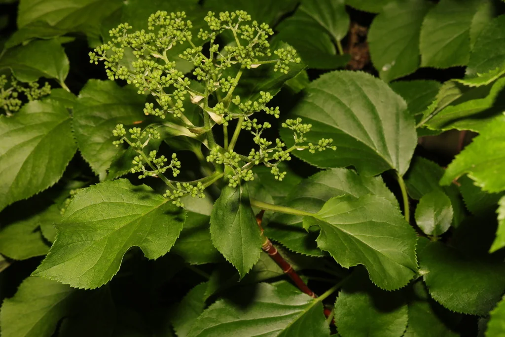 Hydrangea Anomala Petiolaris