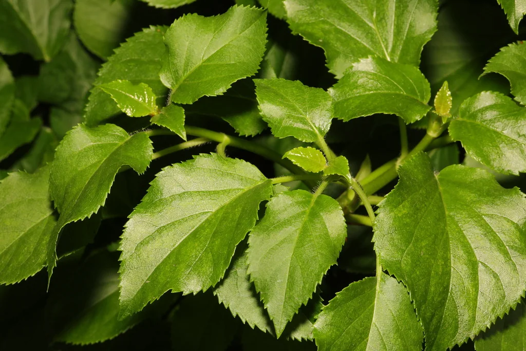 Hydrangea Anomala Petiolaris
