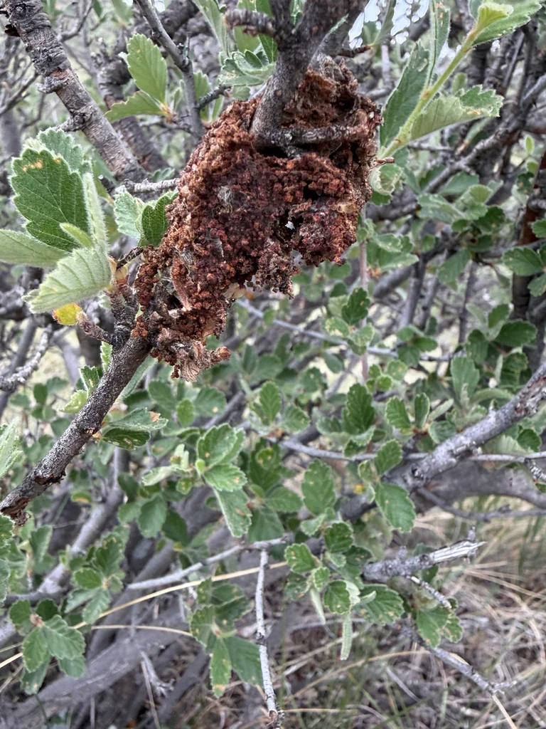 Cercocarpus Montanus