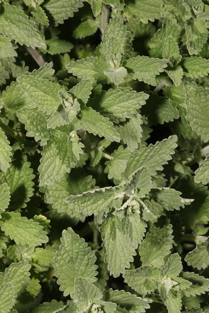 Nepeta faassenii