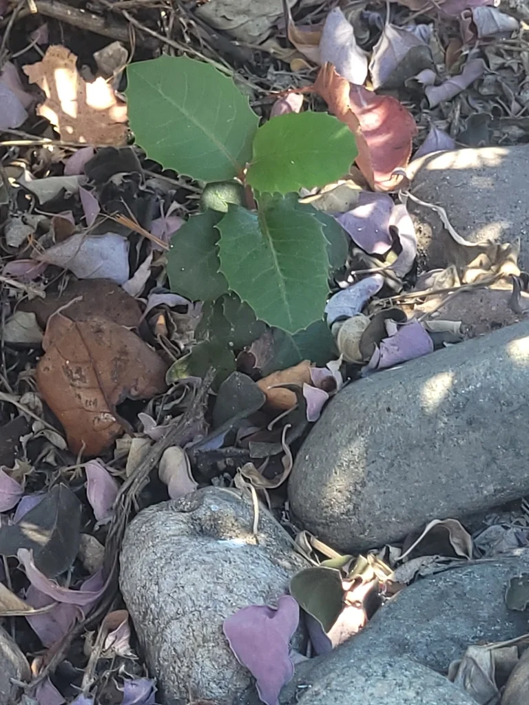 Rhus Integrifolia