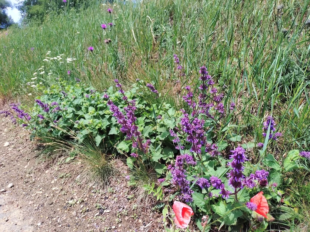 Salvia Verticillata