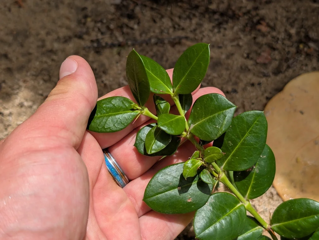 Carissa Macrocarpa