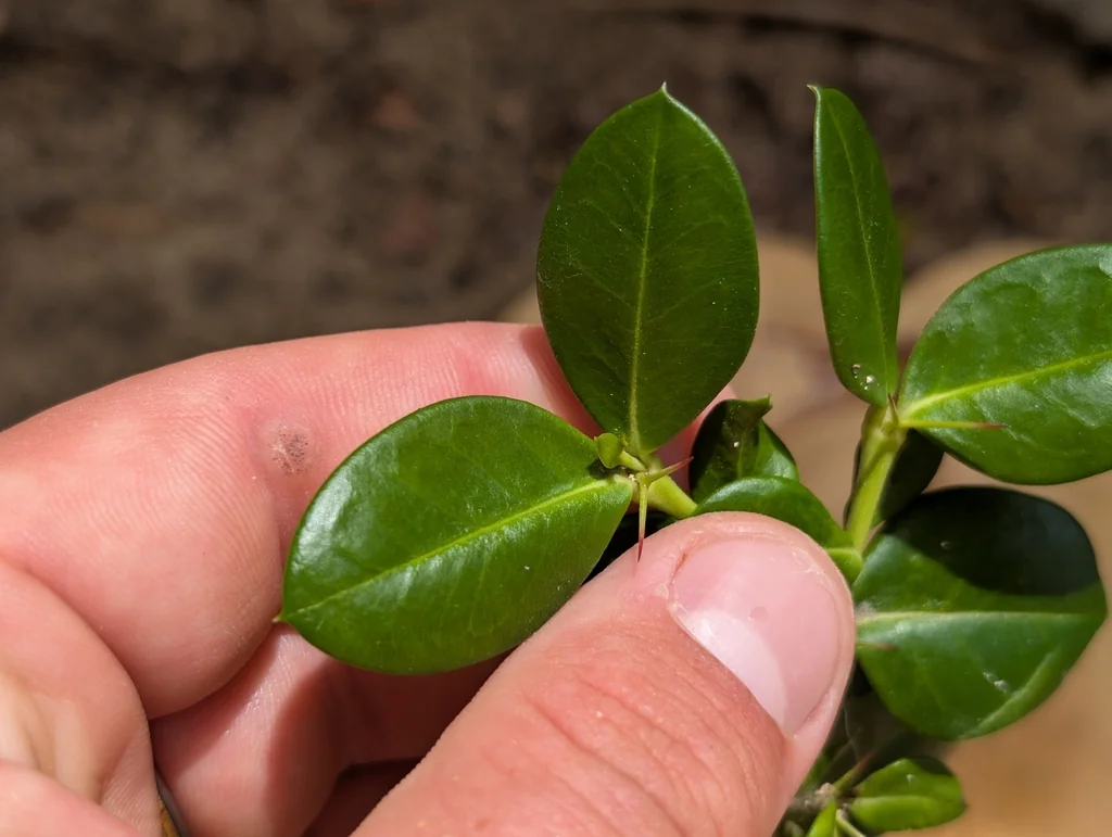 Carissa Macrocarpa