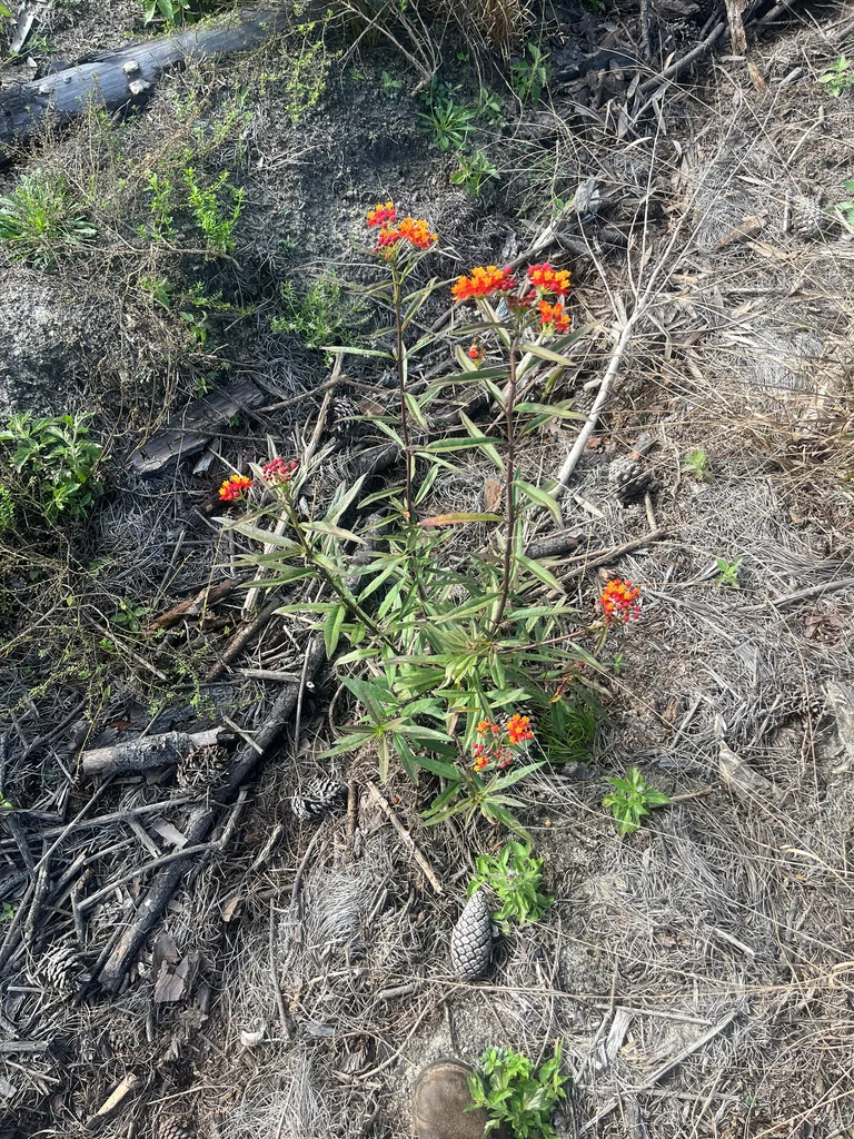 Asclepias Curassavica