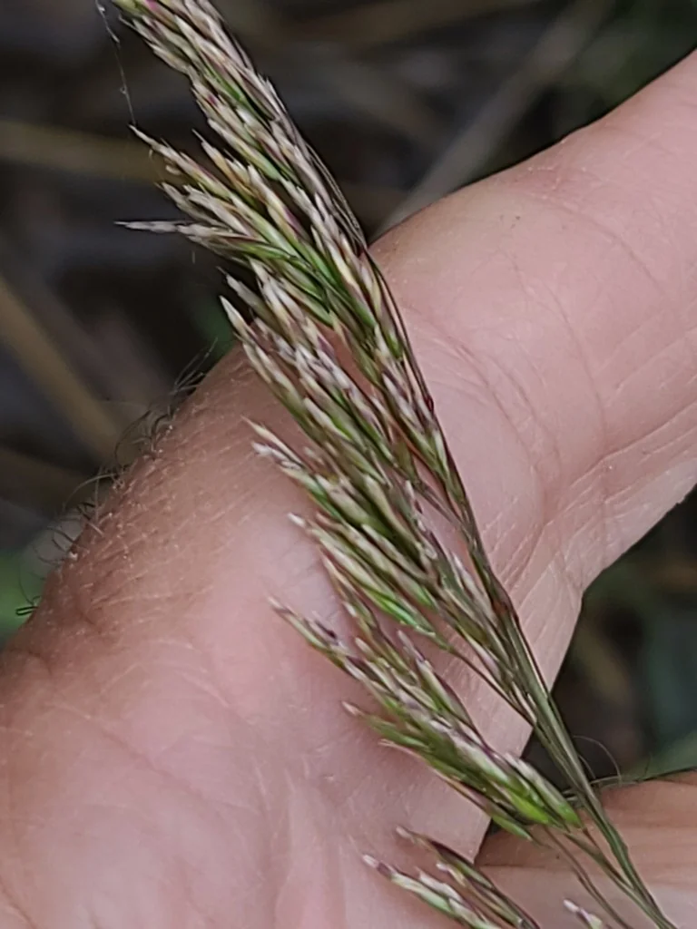 Deschampsia Cespitosa