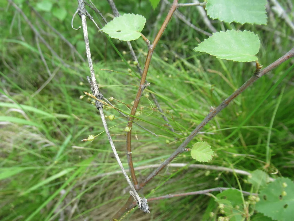 Luzula Pilosa