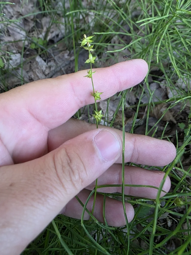 Carex Rosea