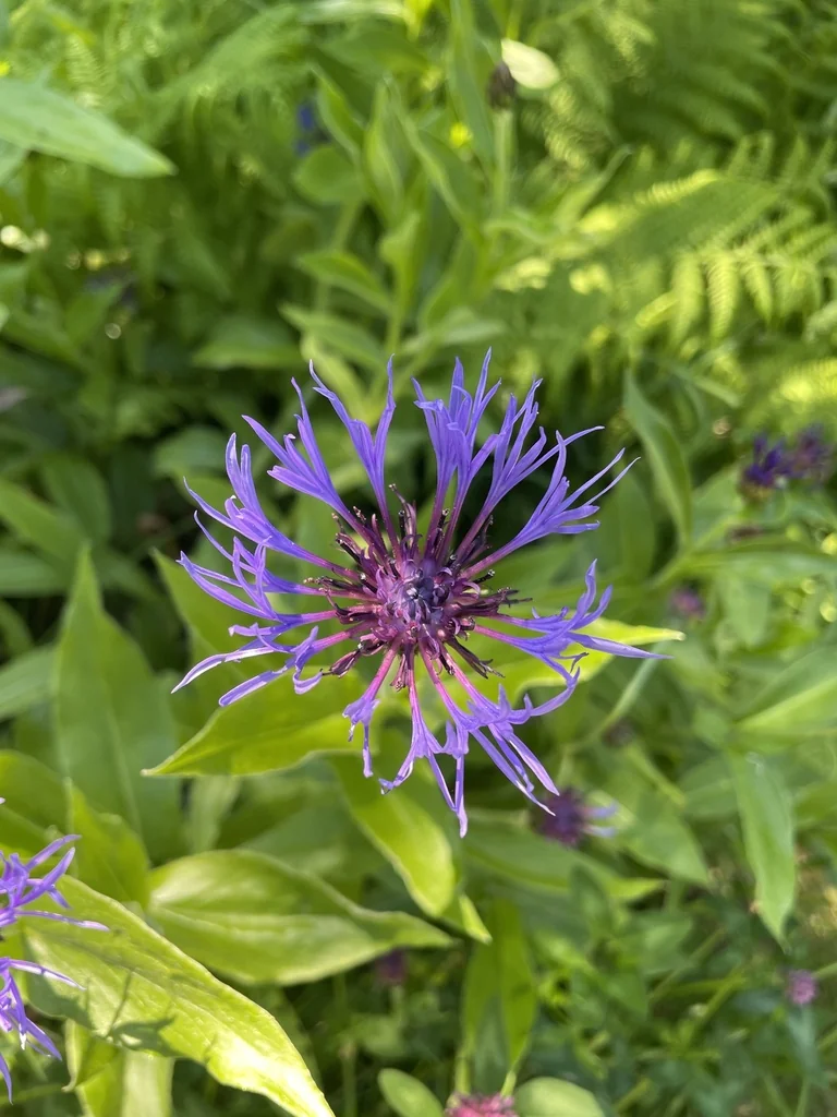 Centaurea Montana