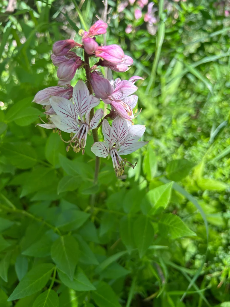 Dictamnus Albus