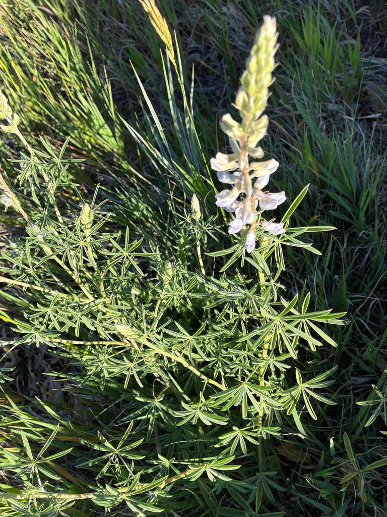 Lupinus Argenteus