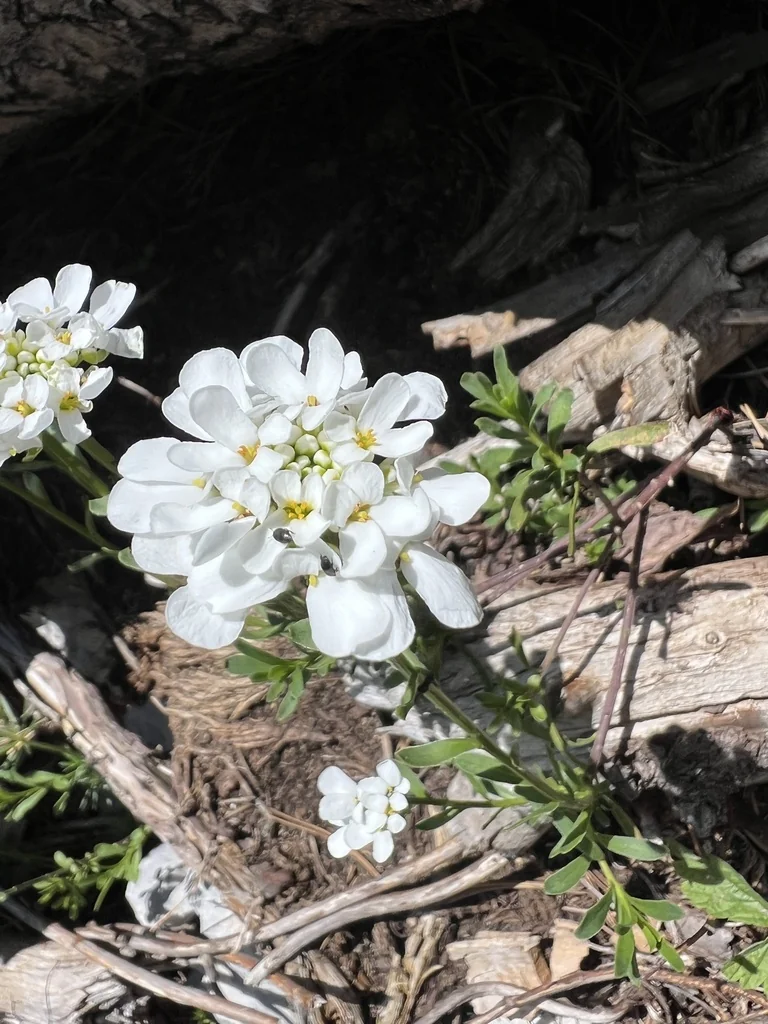 Iberis Sempervirens