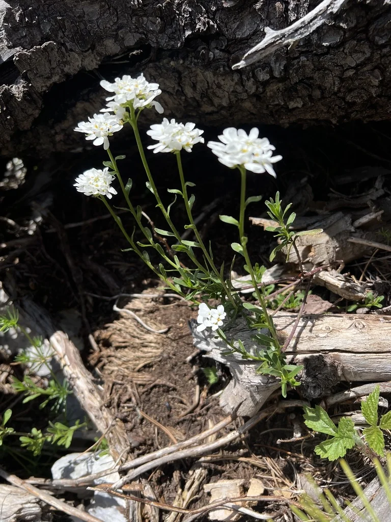 Iberis Sempervirens