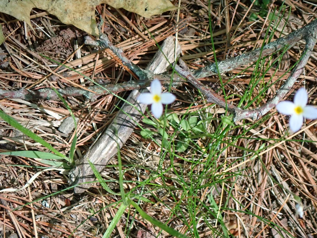 Houstonia Caerulea