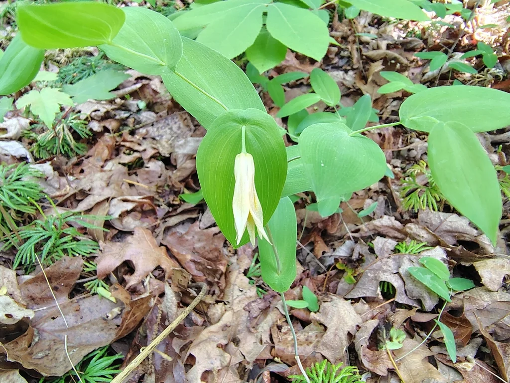 Uvularia Perfoliata