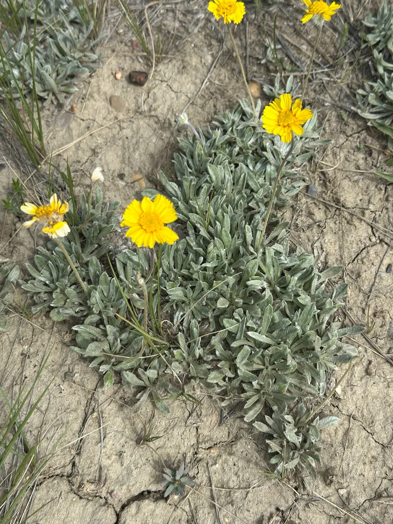 Tetraneuris Acaulis