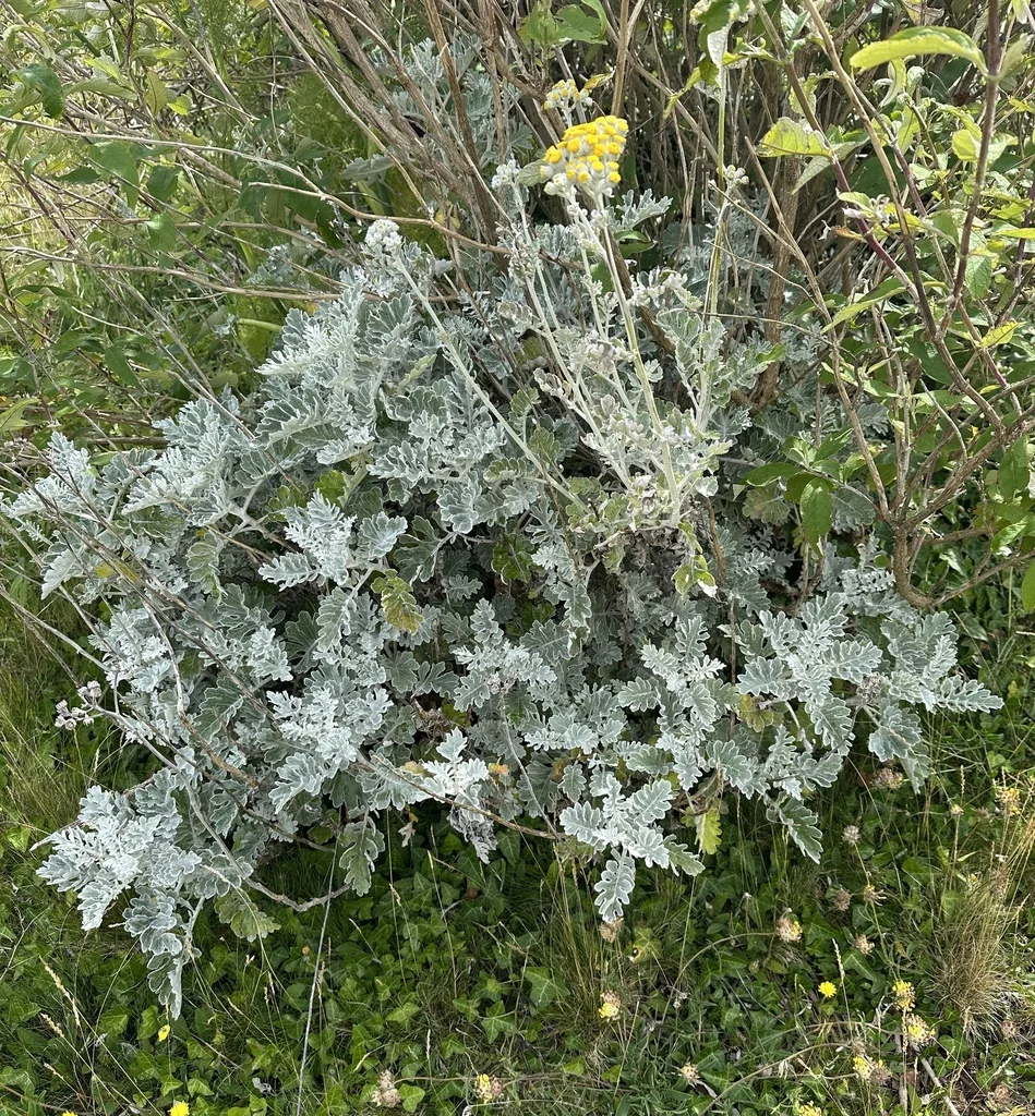 Senecio Cineraria