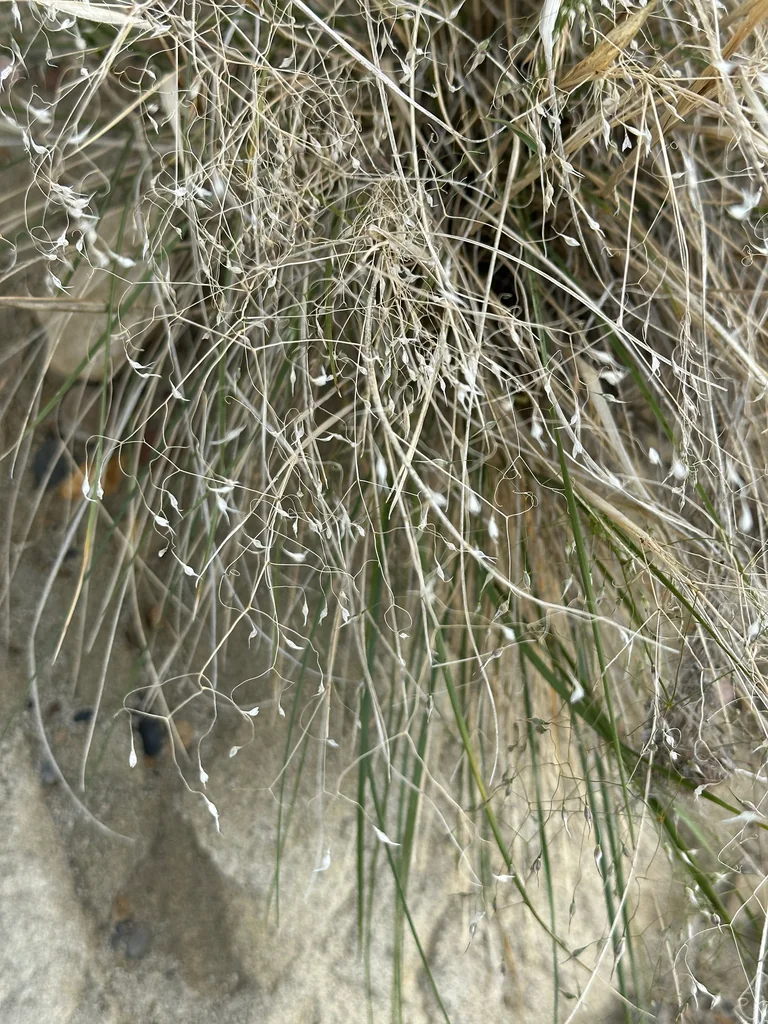 Achnatherum hymenoides