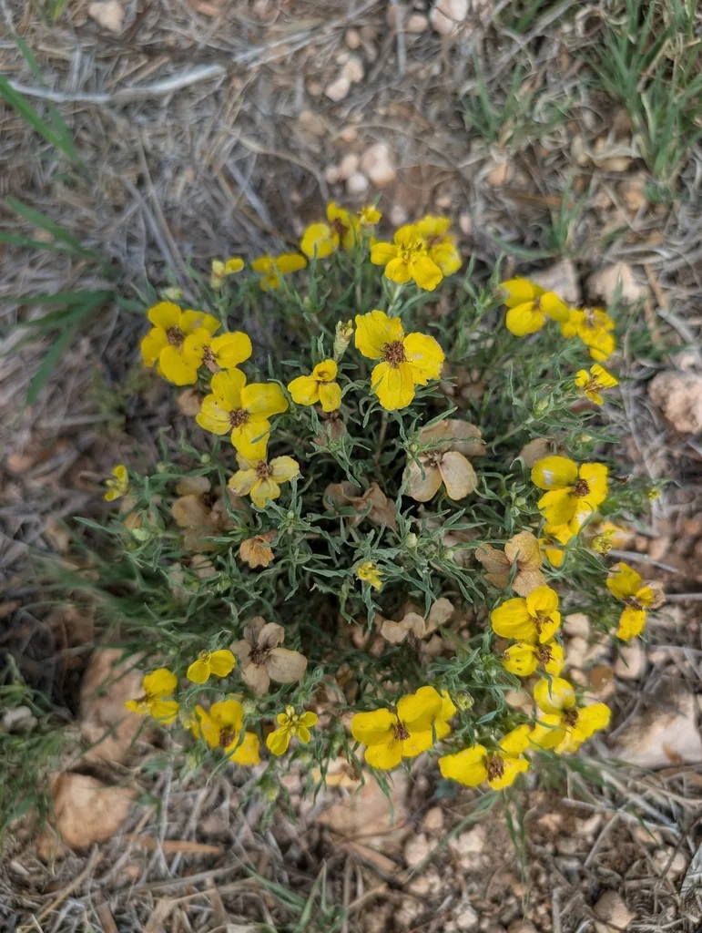 Zinnia Grandiflora