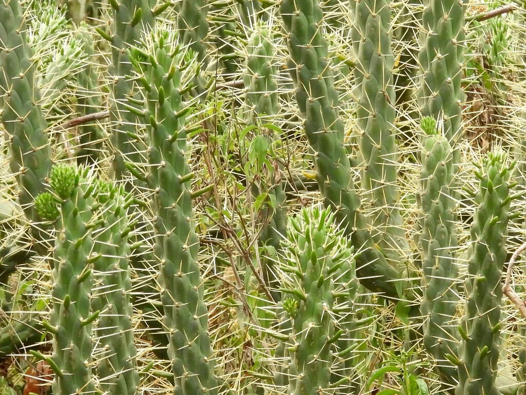 Opuntia Subulata