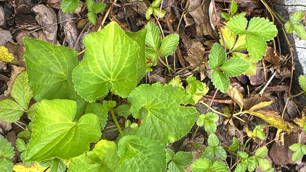 Viola Sororia