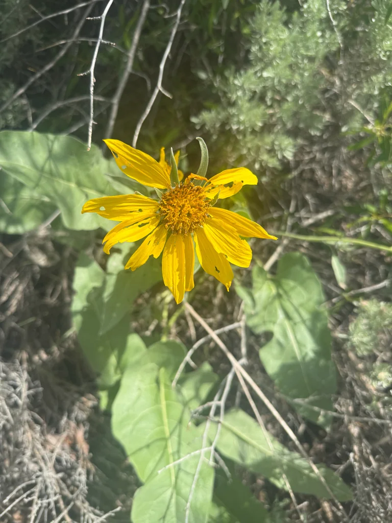 Balsamorhiza Sagittata