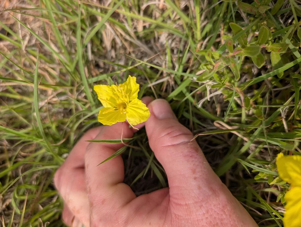 Calylophus Hartwegii
