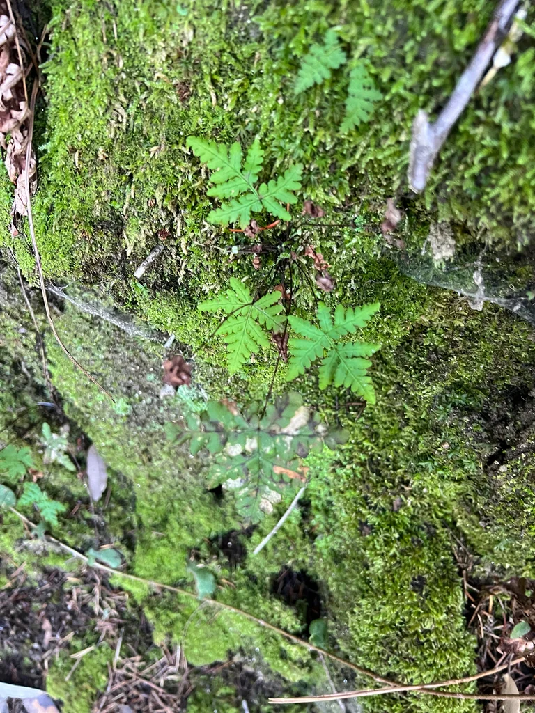 Pentagramma Triangularis