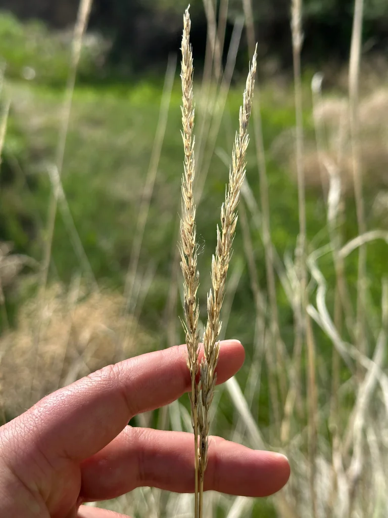 Leymus Cinereus