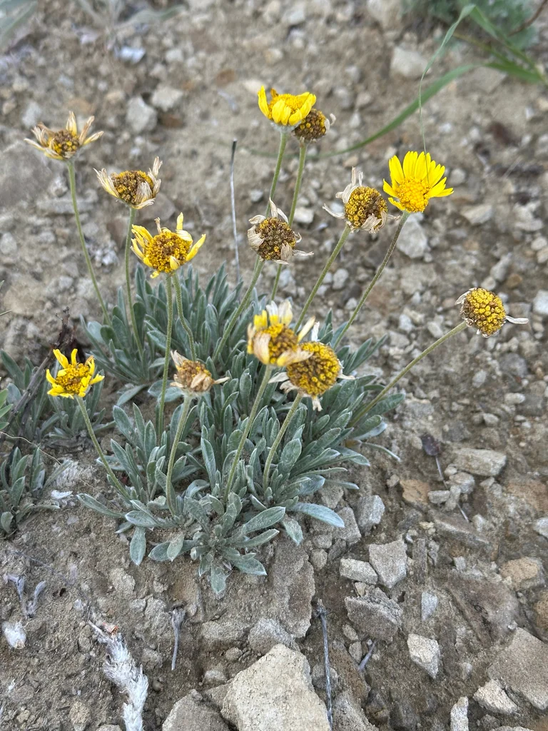 Tetraneuris Acaulis