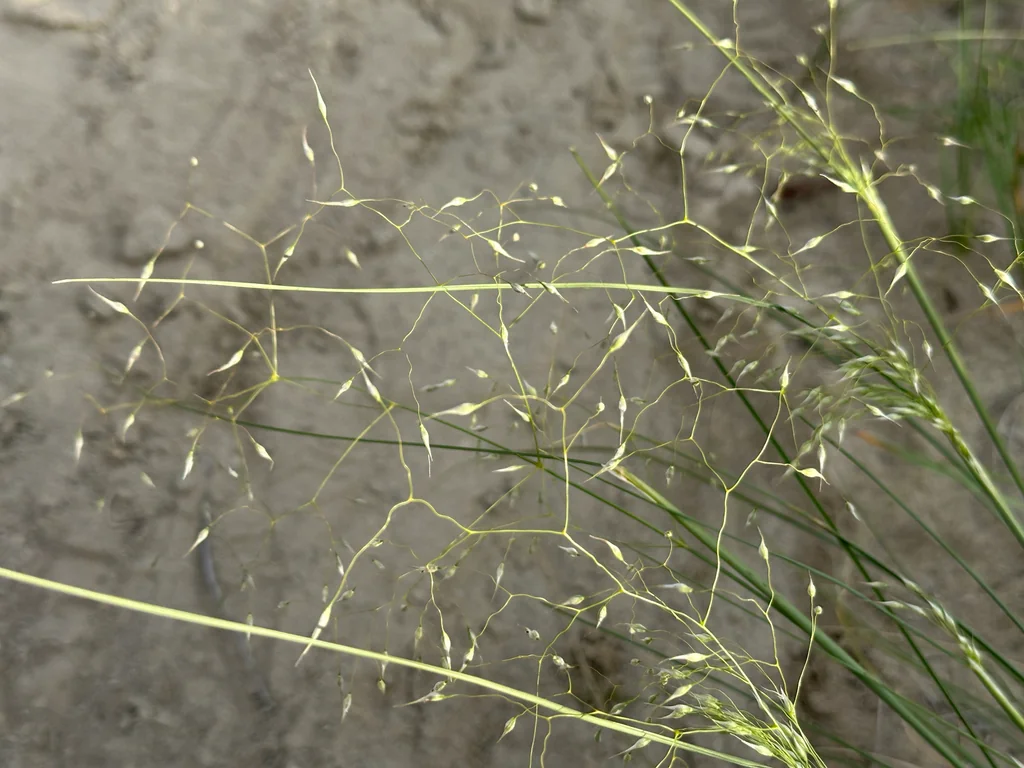 Achnatherum hymenoides