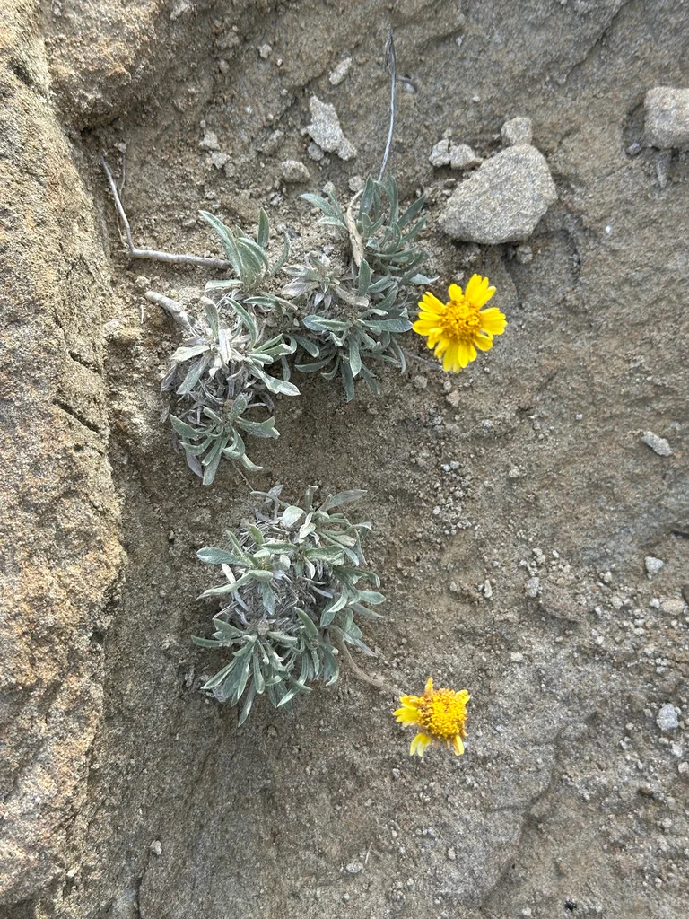 Tetraneuris Acaulis