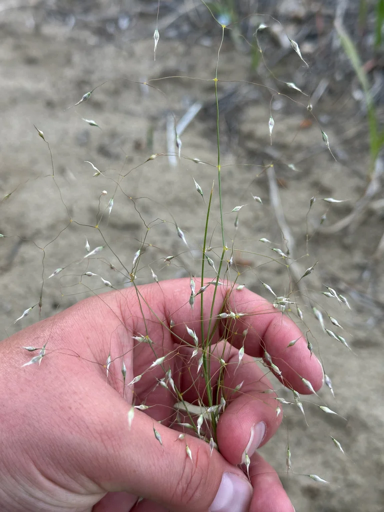 Achnatherum hymenoides