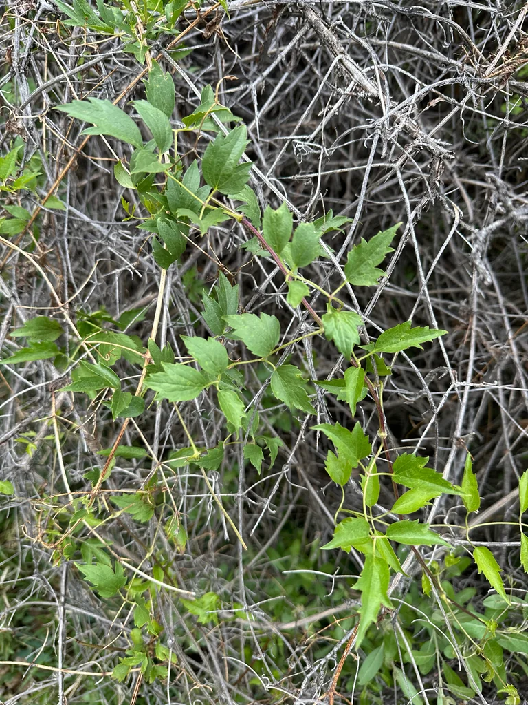 Clematis Ligusticifolia