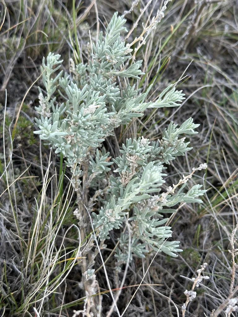 Krascheninnikovia Lanata