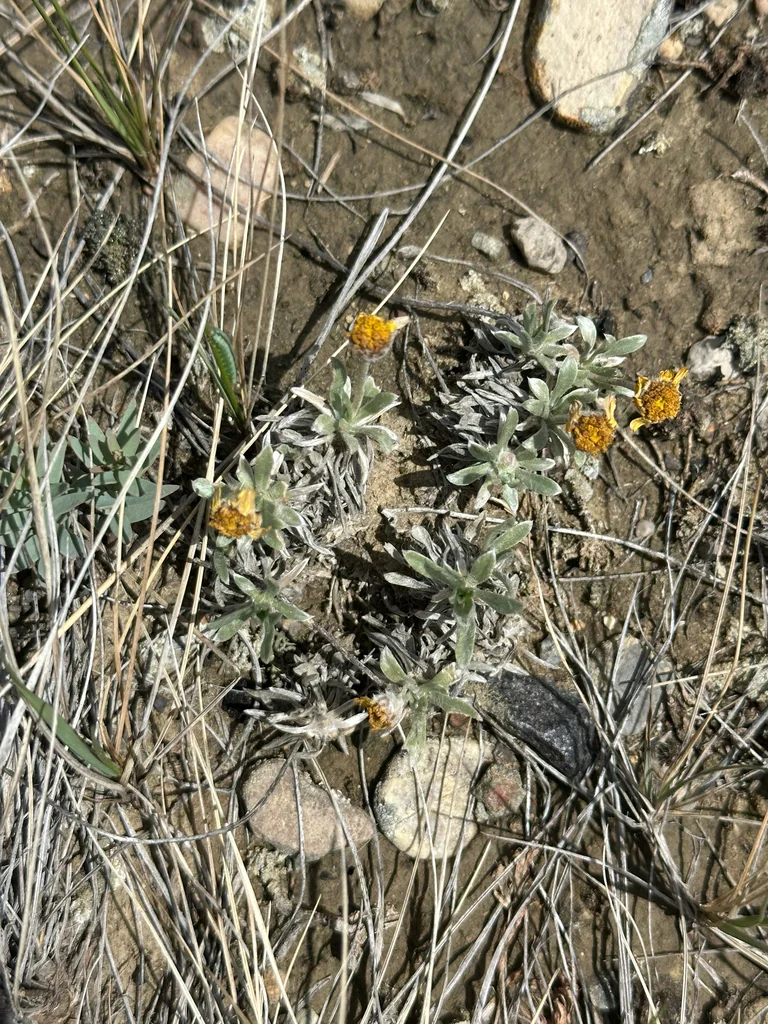 Tetraneuris Acaulis