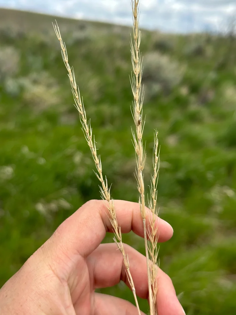 Leymus Cinereus